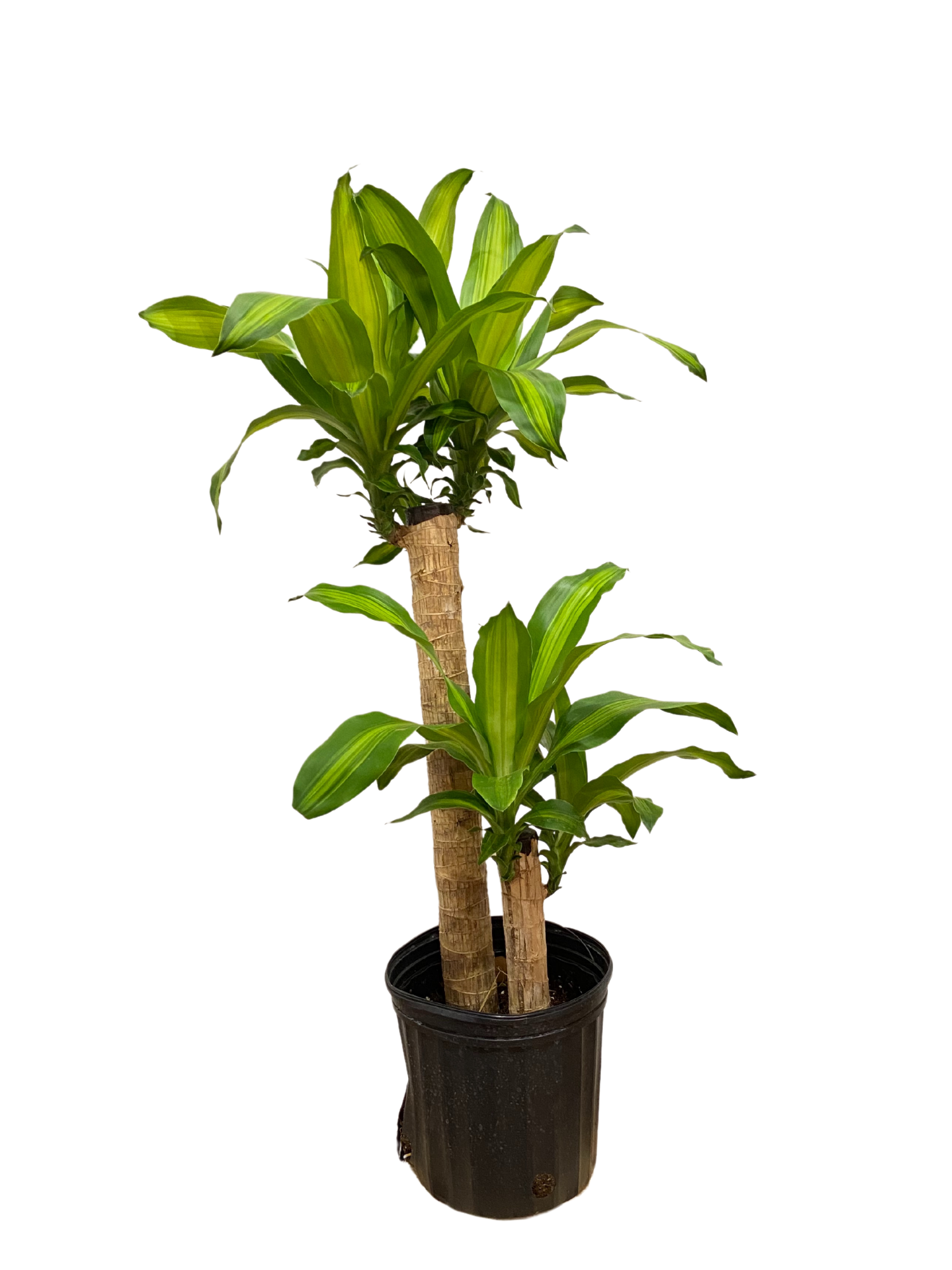 Dracaena Mass Cane- Large | deVINE Plantery