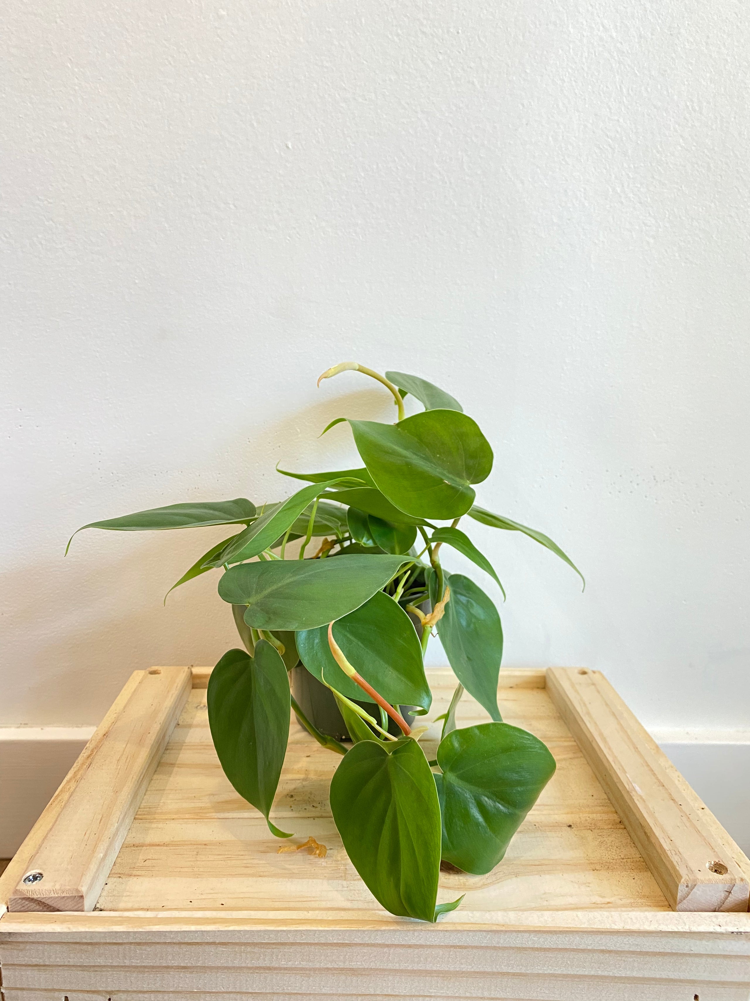 philodendron-cordatum-devine-plantery