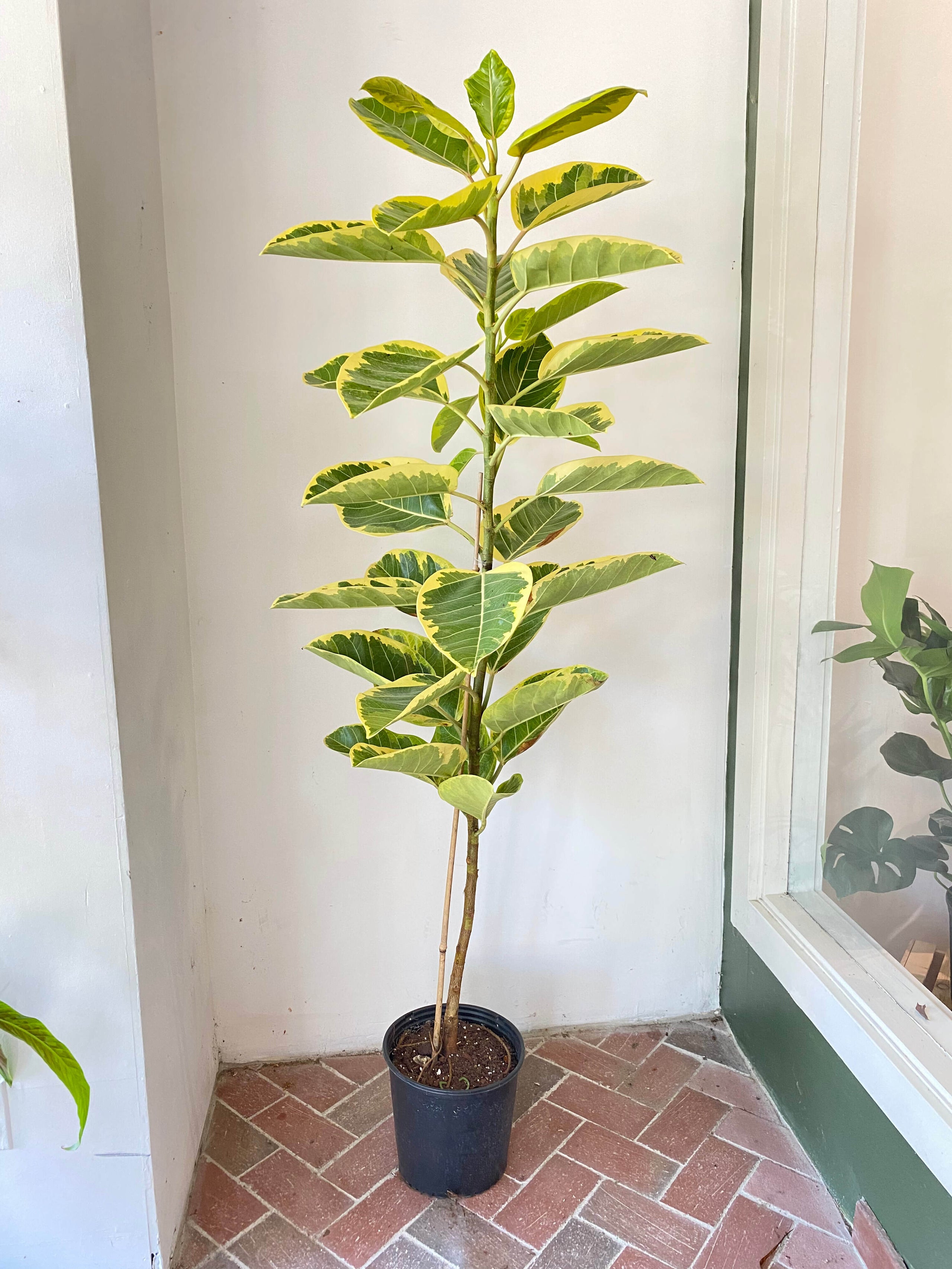 Ficus Altissima | deVINE Plantery